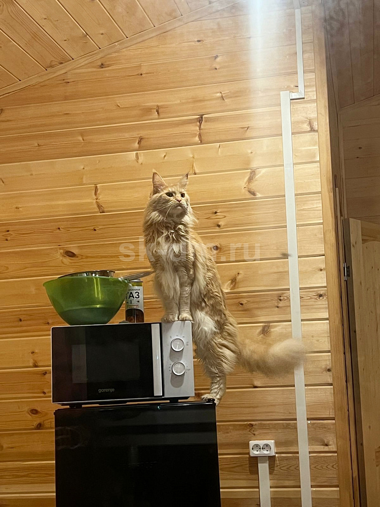 Зевс 2  6х10 м